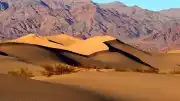 Mojave Çölü'ndeki Yangın Sonrası Yapılan Araştırmada Beklenmedik Bulgulara Ulaşıldı