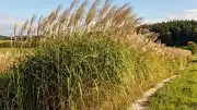 Fransa'da Enerji Dönüşümü: Miscanthus Kullanımıyla Yakıt Giderleri %80 Azaldı