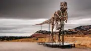 Sotheby's Müzayedesinde Rekor Beklentisi: T. rex Fosili Bilim Dünyasını İkiye Böldü