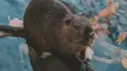 Kunduzların İnşa Ettiği Doğal Barajlar Karbon Hapsetme Merkezi Görevi Görüyor