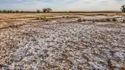 Murray-Darling Havzası'nda Tuzluluk Sorunu: Milyarlarca Dolarlık Yatırımlar ve Tarımsal Riskler