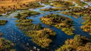 Okavango Nehri, Botsvana'da Çöl Ortasında Dev Bir Delta Oluşturuyor