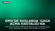 OMÜ'de Kuşlarda 'Gaga Açma Hastalığı'na Neden Olan Parazitler İnceleniyor