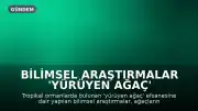 Bilimsel Araştırmalar 'Yürüyen Ağaç' Efsanesini Çürüttü