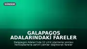 Galapagos Adalarındaki Fareler Helikopterlerle Yok Edildi, Ekosistem Yeniden Canlandı