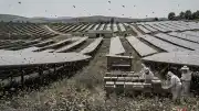Güneş Enerjisi Santralinde Arılara Karşı Ayı Koruması Uygulaması