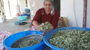 Şırnak'ta 30 Yıl Sonra Gelen Bereket: Meşe Yapraklarından Elde Edilen Gezu Geçim Kaynağı Oldu