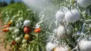 Tarımda Güneş Yanığına Karşı Kaolin Kili Uygulaması
