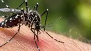 Asya Kaplan Sivrisineği Hangi Kan Grubunu Daha Çok Çekiyor?