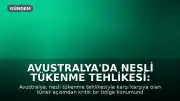 Avustralya'da Nesli Tükenme Tehlikesi: Numbat Umut Veriyor