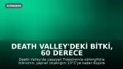 Death Valley'deki Bitki, 60 Derece Sıcaklığa Karşı Savunma Mekanizması Geliştirdi