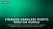 Firavun Fareleri Porto Riko'da Kuduz Taşıyıcısı Oldu