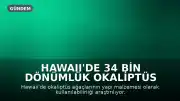 Hawaii'de 34 Bin Dönümlük Okaliptüs Plantasyonları Yapı Malzemesi Olarak Değerlendirilecek