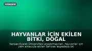 Hayvanlar İçin Ekilen Bitki, Doğal Çayırlarda Yayılma Tehdidi Oluşturdu