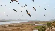 Hindistan'da Aşırı Sıcaklıklar Hayvanları ve İnsanları Olumsuz Etkiliyor