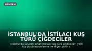 İstanbul'da İstilacı Kuş Türü Çiğdeciler Yerli Popülasyonlara Zarar Veriyor