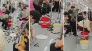 Metroda Yılan Paniği Yerine Pirinç Yılanbalığı Kovalamacası Yaşandı