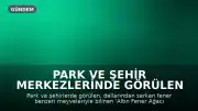 Park ve Şehir Merkezlerinde Görülen 'Altın Fener Ağacı' Merak Uyandırıyor