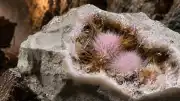 Rusya'da Yeni Bir Mineral Keşfedildi: "Kola Ashcroftine"