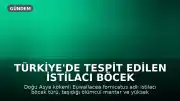 Türkiye'de Tespit Edilen İstilacı Böcek Türü Euwallacea fornicatus Ekolojik Dengeleri Tehdit Ediyor