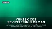 Yüksek CO2 Seviyelerinin Orman Büyümesi Üzerindeki Etkisi Araştırıldı