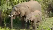 Afrika Fillerinin Hastalık Tedavisinde Şifalı Bitki Kullanımı Keşfedildi