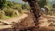 Bilim İnsanları Terk Edilmiş Arazileri Yeniden Canlandırmak İçin Kahve Posası Kullanıyor