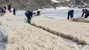 Buzulları Koruma İçin Koyun Yünü Kullanımı Deneniyor