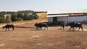 Diyarbakır'da İtalyan Mandalarıyla Genetik Islah Çalışması Başlatıldı