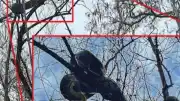 Florida'da Birmanya Pitonlarının Ağaçlara Tırmanma Alışkanlığı Araştırıldı
