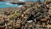 Galápagos Santiago Adası'nda Keçi Popülasyonunun Ekolojik Etkileri ve Restorasyon Çalışmaları