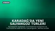 Karadağ'da Yeni Salyangoz Türleri Keşfedildi: Kendilerini Tamamen Kapatabilen Kabuk Yapısına Sahip