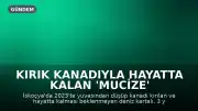 Kırık Kanadıyla Hayatta Kalan 'Mucize' Kartal İskoçya Sahillerinde Görüldü