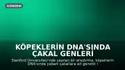 Köpeklerin DNA'sında Çakal Genleri Keşfedildi