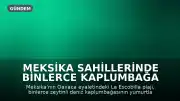 Meksika Sahillerinde Binlerce Kaplumbağa Yumurtlama İçin Kıyıya Çıktı