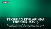 Tekirdağ Kıyılarında Endemik Maviş Denizanası Görüldü