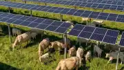 Tennessee'de Güneş Panelleri Arasında İnek Otlatma Projesi Başladı