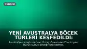 Yeni Avustralya Böcek Türleri Keşfedildi: Yanlış Kimliklendirme Ortaya Çıktı