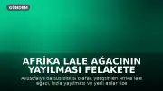 Afrika Lale Ağacının Yayılması Felakete Yol Açtı: Satışı Yasaklandı