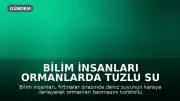 Bilim İnsanları Ormanlarda Tuzlu Su Baskınının Etkilerini TEMPEST Deneyiyle Araştırıyor