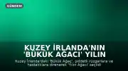 Kuzey İrlanda'nın 'Bükük Ağacı' Yılın Ağacı Seçildi