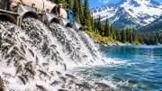 Mount Rainier Milli Parkı'nda 54 Yıl Sonra Balık Temizleme Çalışmaları Başladı