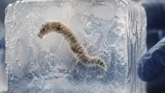 24 bin yıllık 'zombi' virüs yeniden canlandı