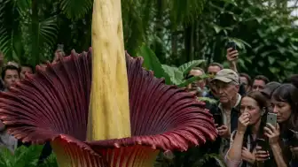 Ceset Çiçeği Kew Gardens'ta Yeniden Çiçek Açtı, Yoğun İlgi Gördü