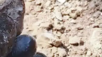 Ormanda Zehirli Engerek Yılanı Görüntülendi
