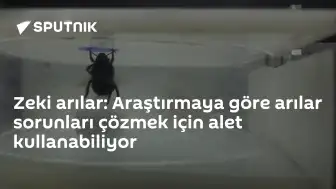Bilimsel Araştırma: Yaban Arıları Alet Kullanarak Sorun Çözebiliyor