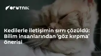 Bilim İnsanları Kedilerle İletişim İçin 'Yavaş Göz Kırpma' Yöntemini Önerdi