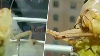 İstanbul'daki Çekirge Görüntülerine İlişkin Uzman Açıklaması:
