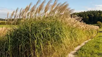 Fransa'da Enerji Dönüşümü: Miscanthus Kullanımıyla Yakıt Giderleri %80 Azaldı