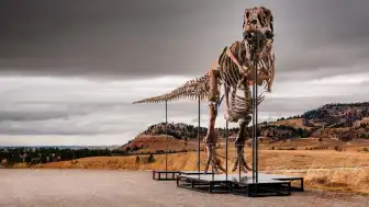 Sotheby's Müzayedesinde Rekor Beklentisi: T. rex Fosili Bilim Dünyasını İkiye Böldü